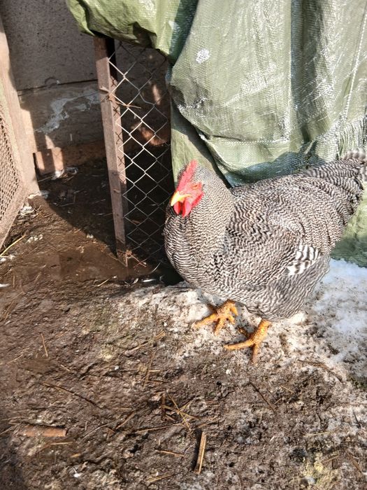 Cocoș plymount rock barat și cocos pitic motat incaltat