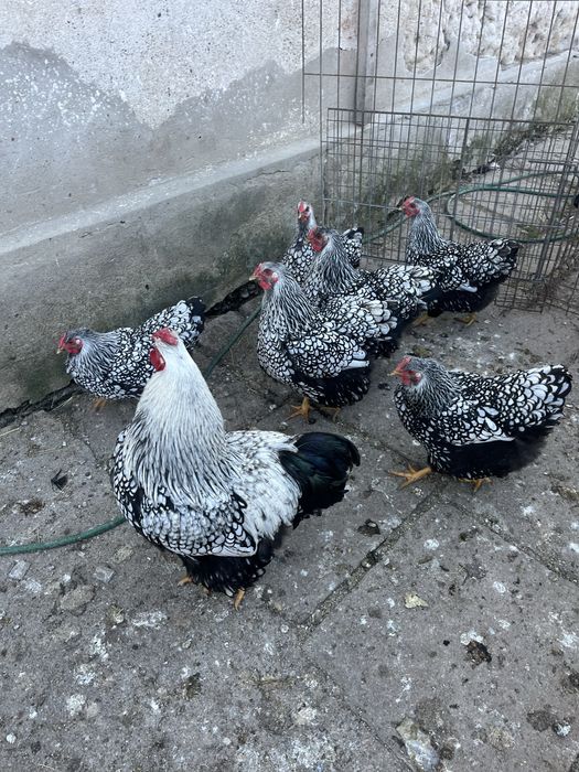 Oua de wyandotte pentru incubat