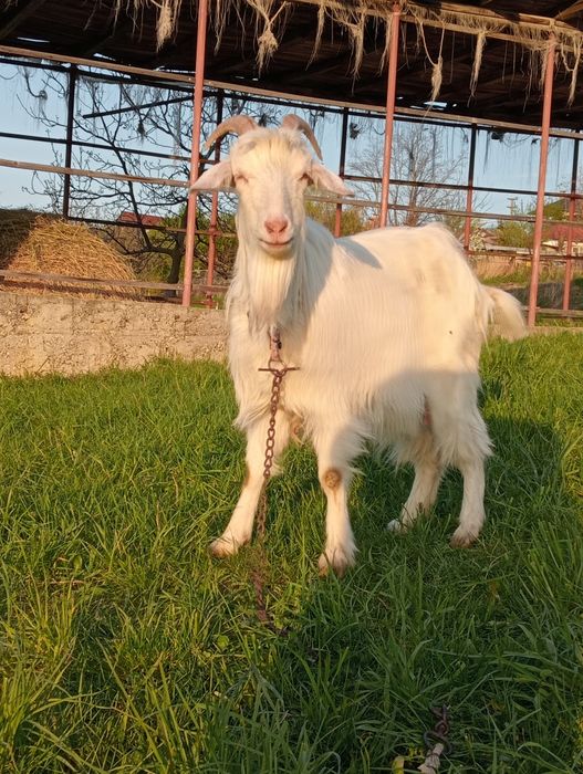 Vând capră bună de lapte