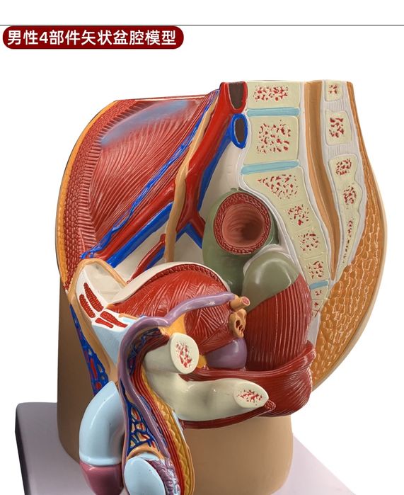 Анатомик муляж макет почки, полового органа мужчин anatomik mulyaj