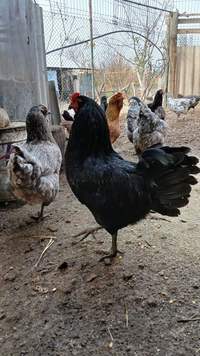 Oua pentru incubat gaini italiene, australorp si ameraucana