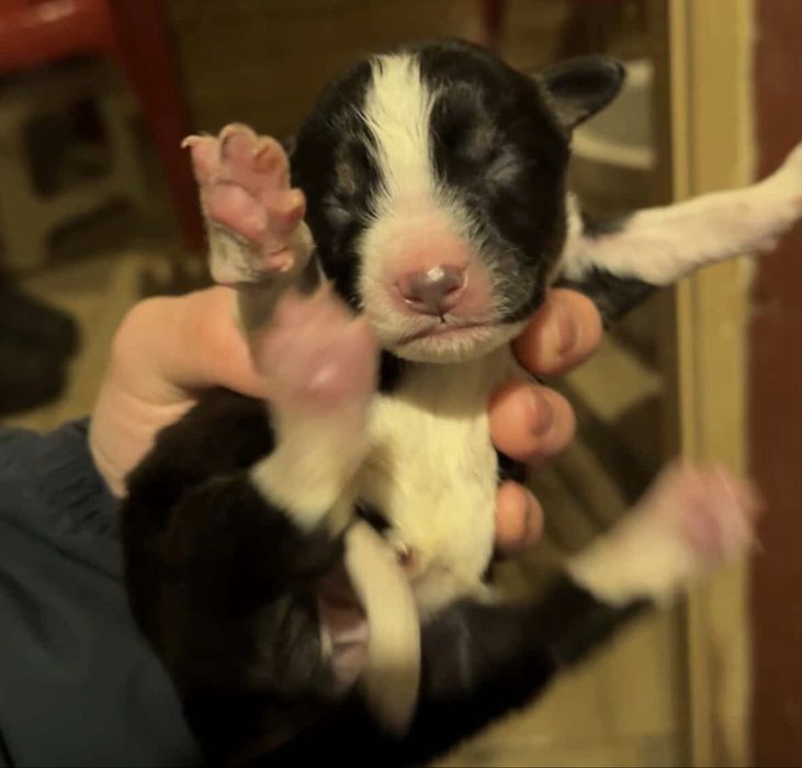 отдам щенят в добрые руки