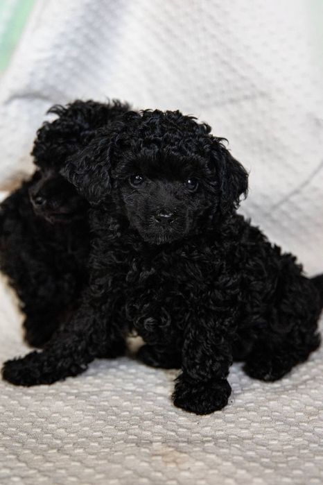 Щенки той пуделя