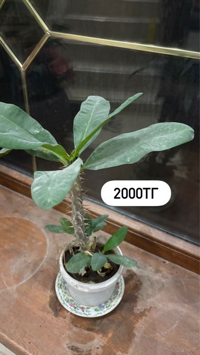 Молочай, эухарис, фикус макламе