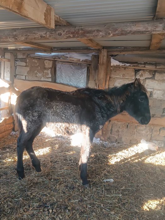 Еркек жабағыны сатамын