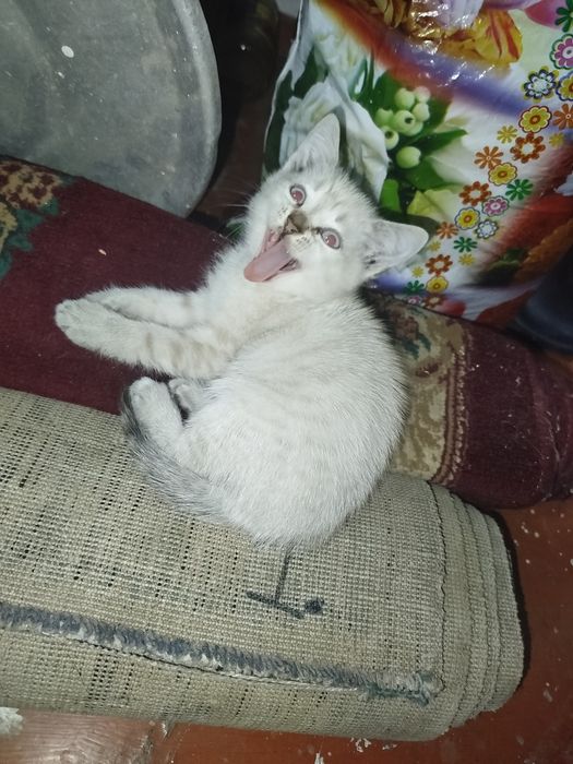Отдам котят в добрые руки