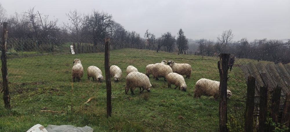 Berbec in varsta de 2 ani