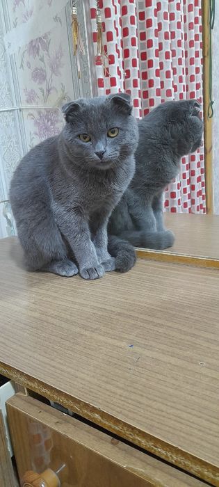 Mushuk Zottor aqilli