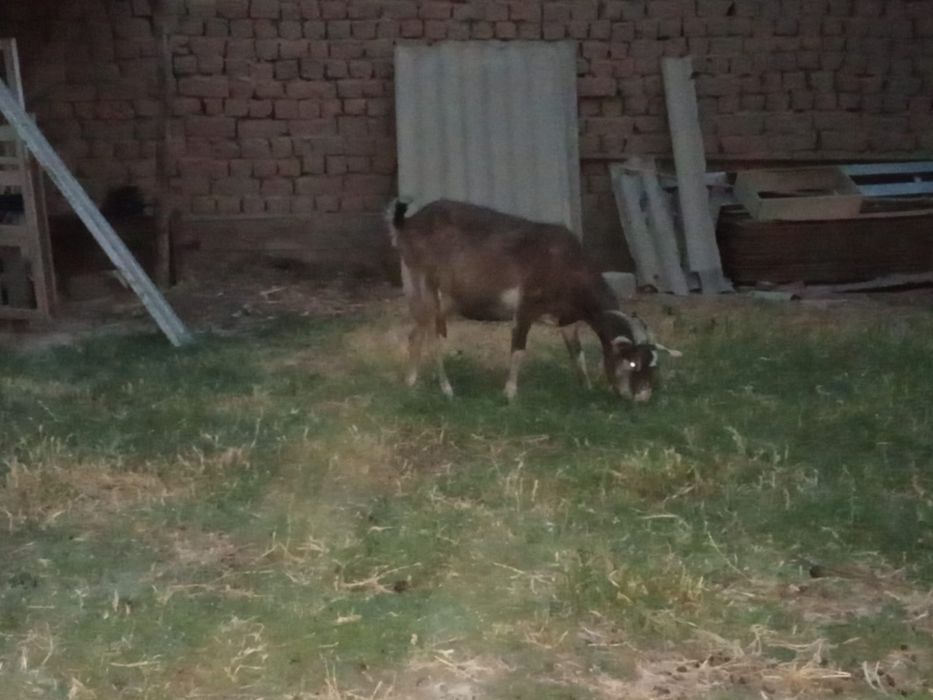 Ешкілер пародалы