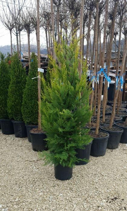 Tuia leylandii uriași la înălțimea de 2m-4m/ calitate extra