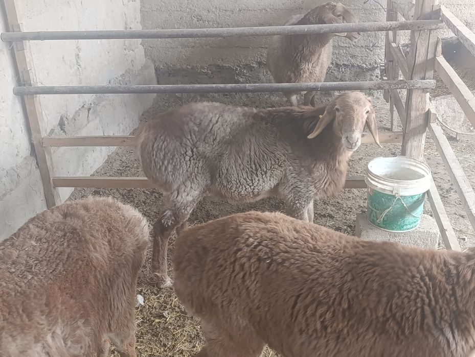 Арашан куйлар сотилади