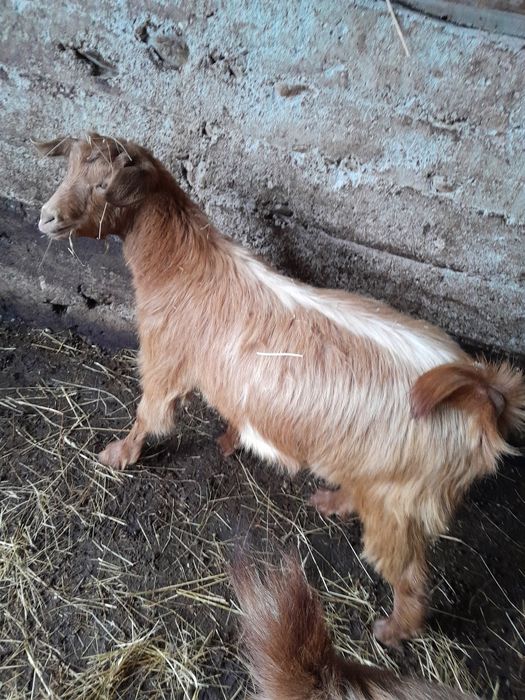 Vând capre gestante