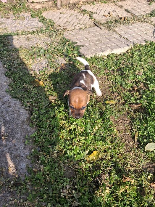 Джак ръсел мъжко и женско