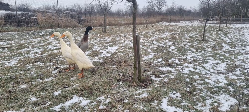 Familie rate indiene