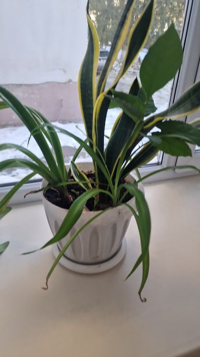 Комнатные цветы растения