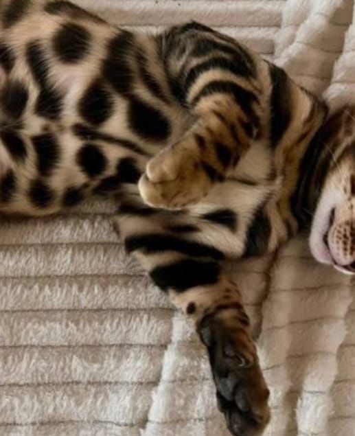 Вязка Бенгал чистокровный