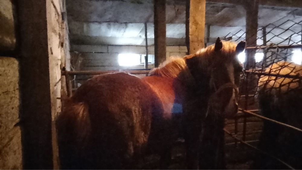 Семіз откорм Құнан сатылады