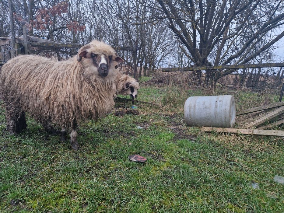 Vand 2 berbeci crescuți natural doar cu cereale