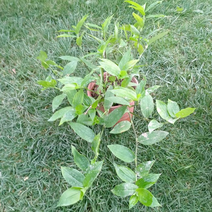 Традесканция (Tradescantia) — 25 см