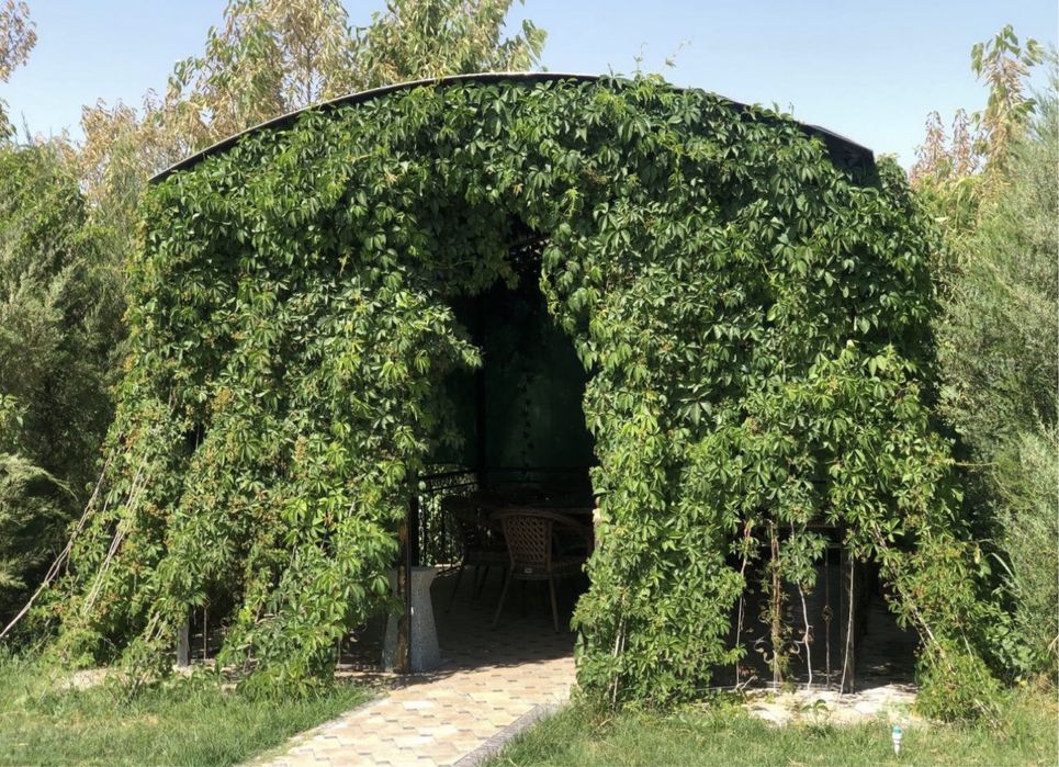 Сдаётся семейная дача в Самарканде