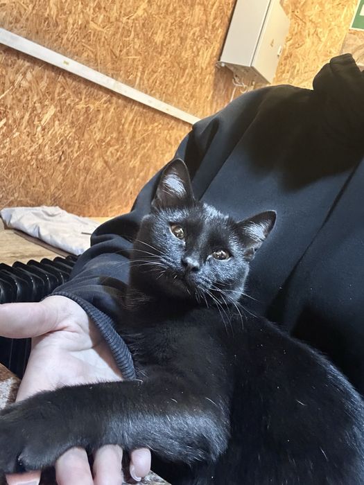 Отдам кошечку в добрые руки