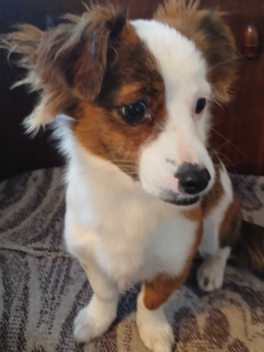 Подарявам женско куче