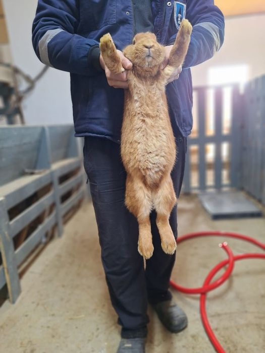 2- Бургунский  2-Полтавский