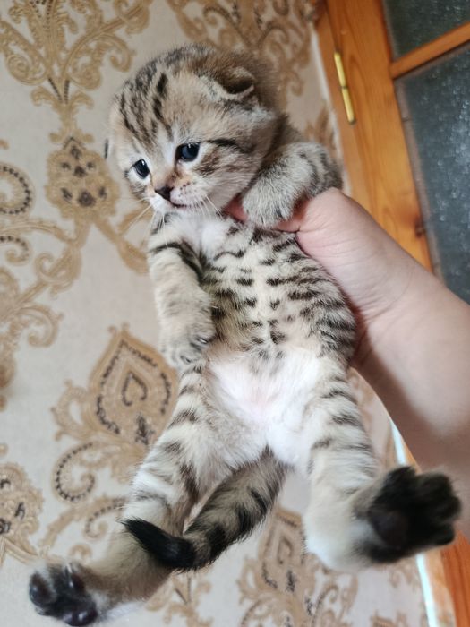 Skotish fold va strayt