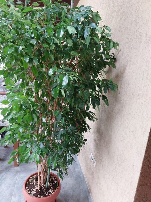 Vand ficus plangator 2m