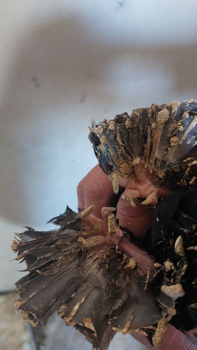 Голуби самка черная двухчубый кептер