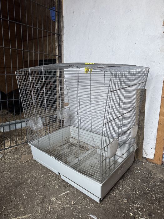 Colivie papagalii,canari