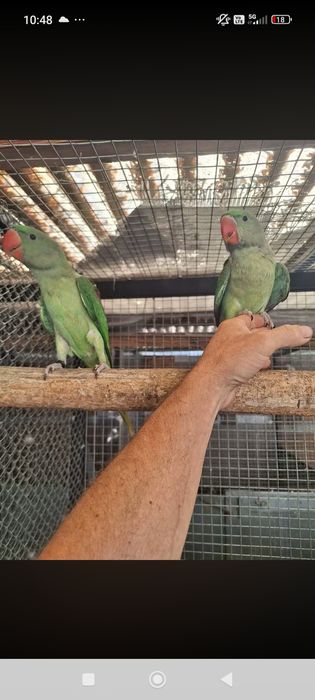 Vând Micu Alexandru și Marele Alexandru