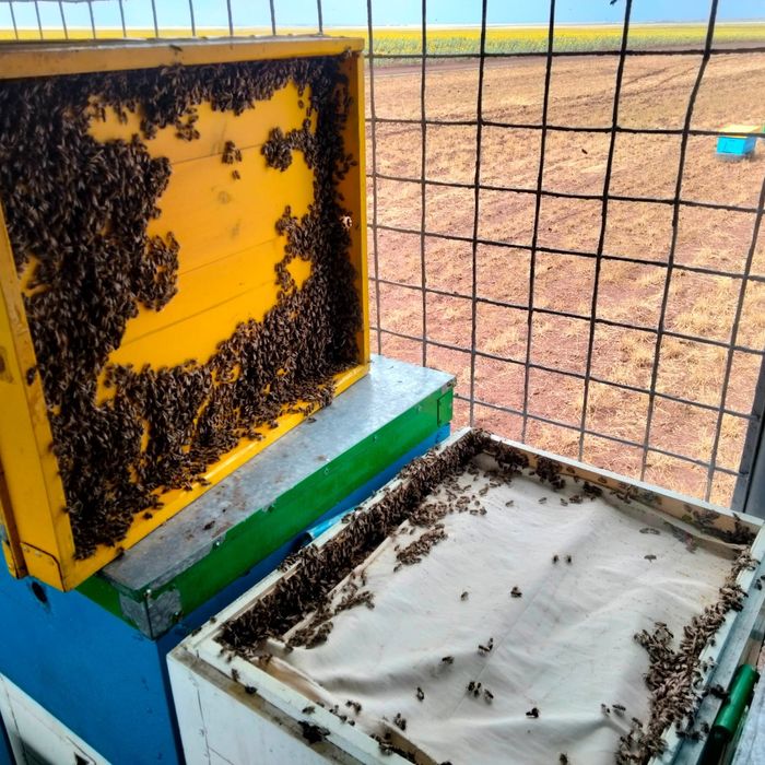 Продам пчелопавильон комплект!