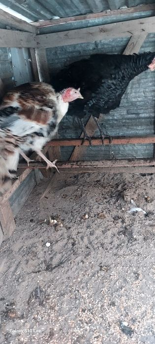 Продам индюков ,весенний выводы