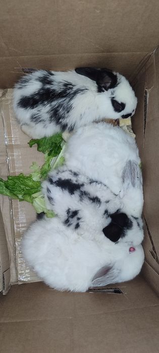 Крольчата черно белые