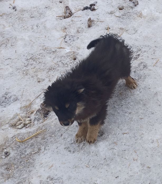 Отдам щенков в добрые руки