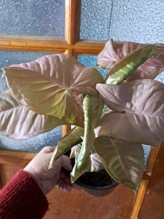 Продам сингониумы