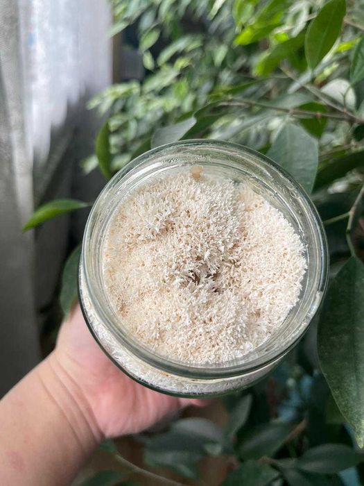 100 грамм Ежовик Гребенчатый