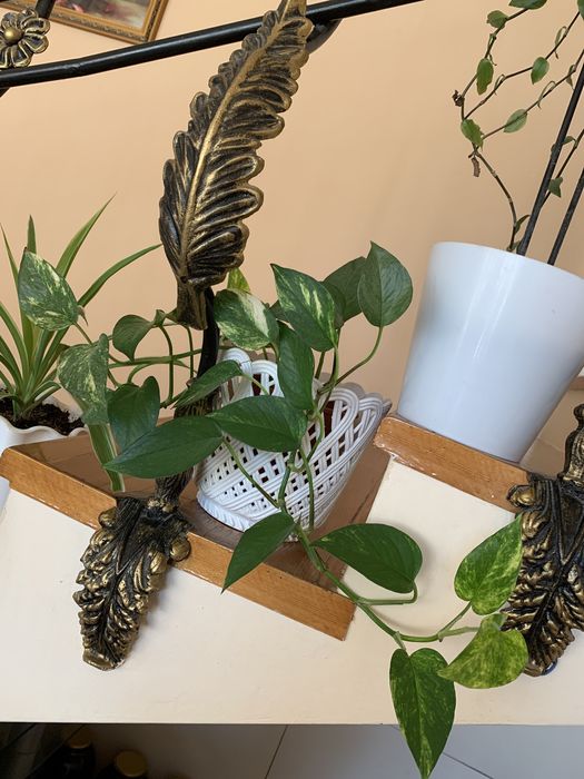 Домашние ростения.