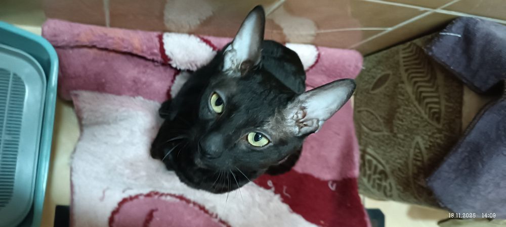 Корниш Рекс продам