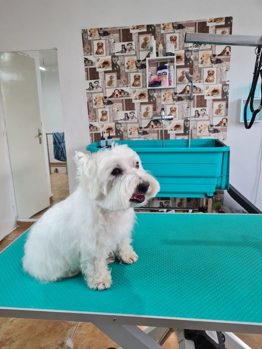 ЗооФамилия Професионален груминг, подстригване и къпане на кучета