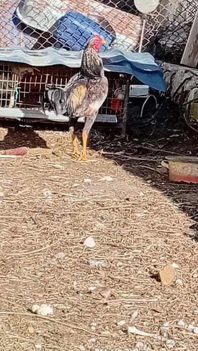 Үш айдар дәкен сатылады