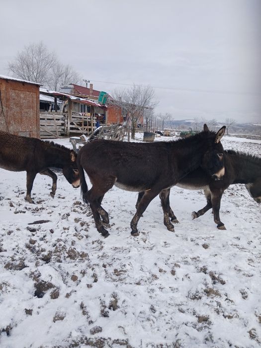 Vând magarite cu lapte