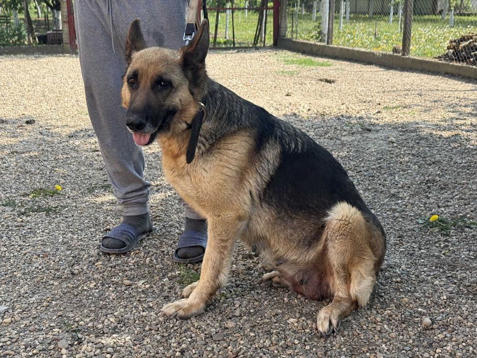 Mascul Ciobanesc german