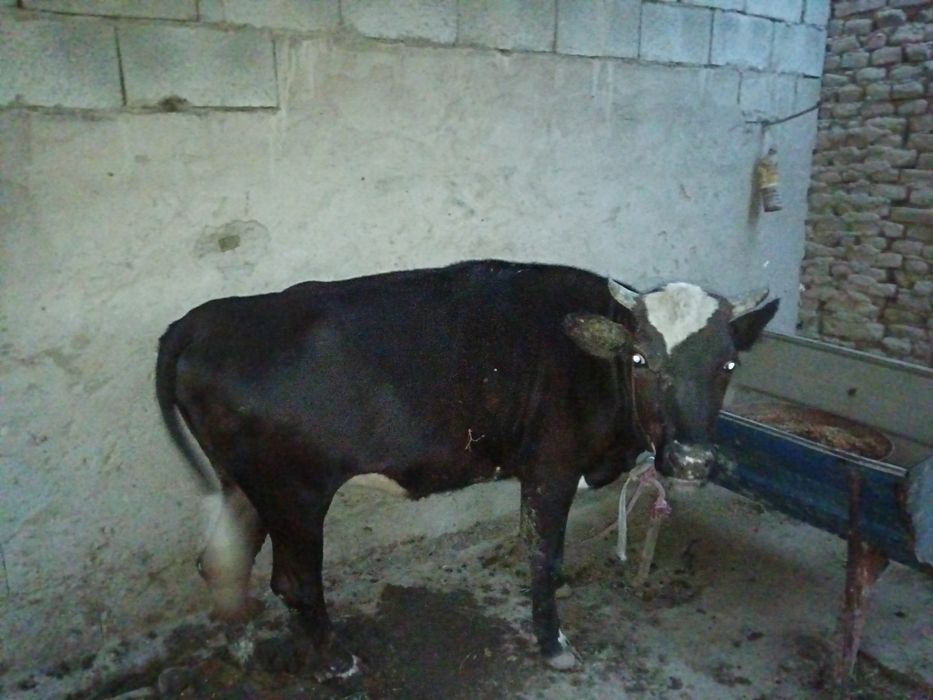 G'unojin sotiladi boqilgan