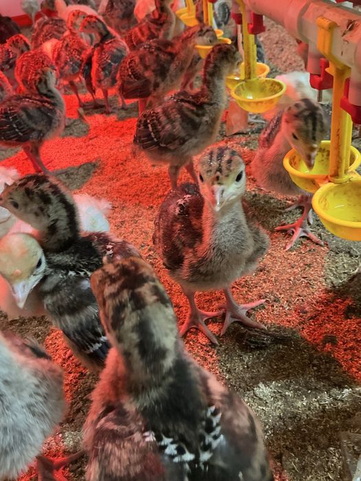 Бронза 708-Хайбрид тер