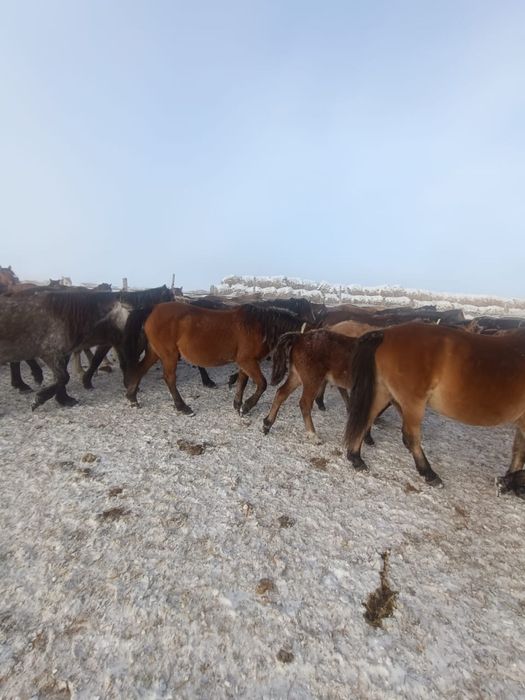 Продам животноводческое хозяйство