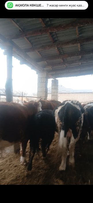 40  бас жемде тур сатлад