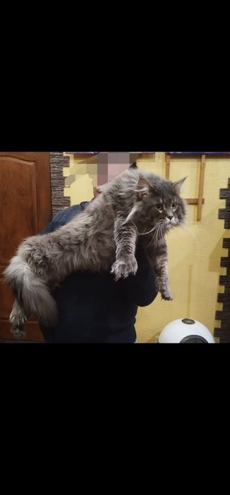Продам котят мейн-кун полидакт