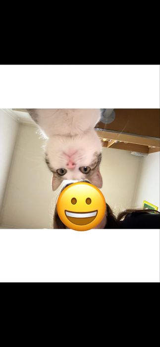 Pisica femela spre adoptie